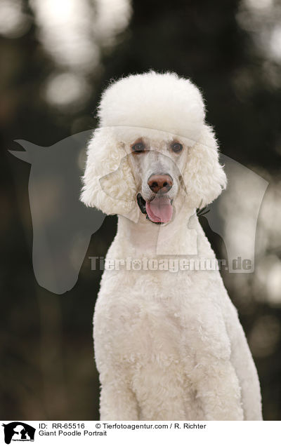 Gropudel Portrait / Giant Poodle Portrait / RR-65516