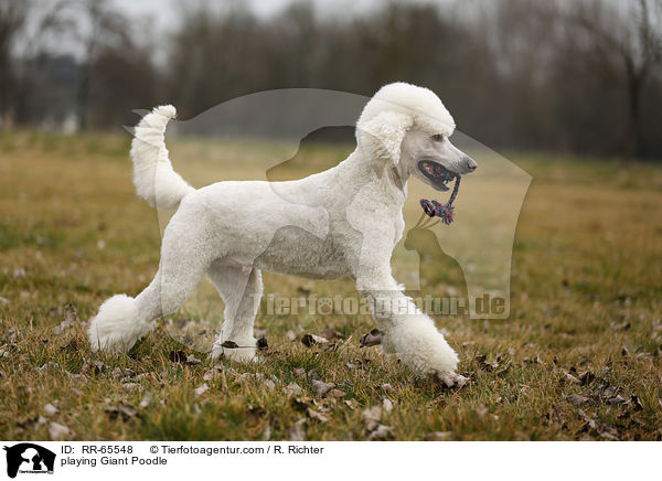 spielender Gropudel / playing Giant Poodle / RR-65548