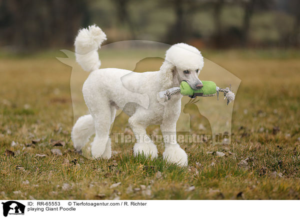 spielender Gropudel / playing Giant Poodle / RR-65553