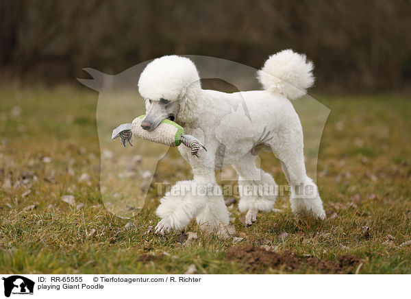 spielender Gropudel / playing Giant Poodle / RR-65555