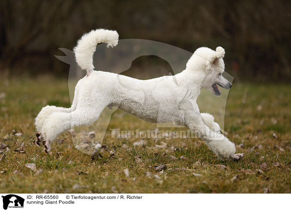 rennender Gropudel / running Giant Poodle / RR-65560