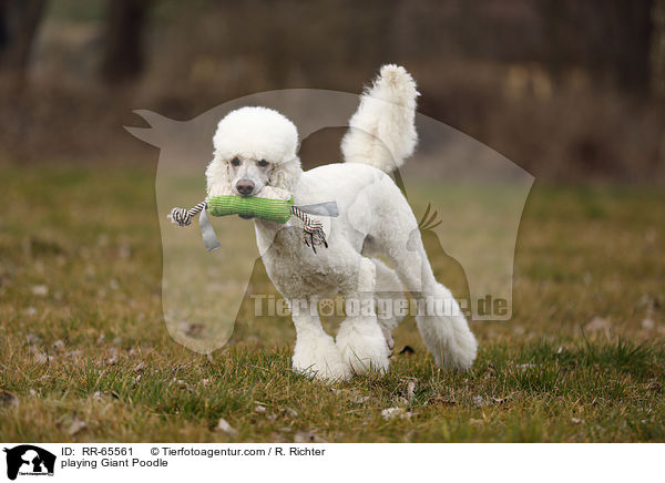 spielender Gropudel / playing Giant Poodle / RR-65561