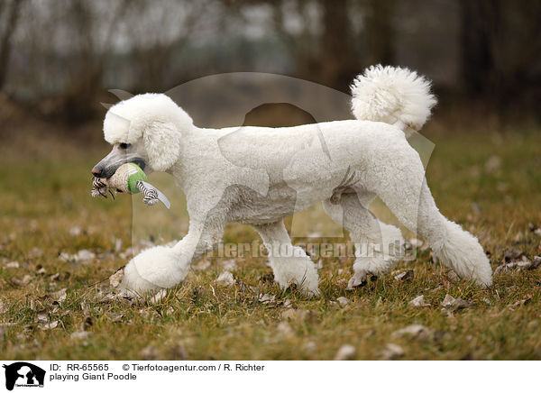 spielender Gropudel / playing Giant Poodle / RR-65565