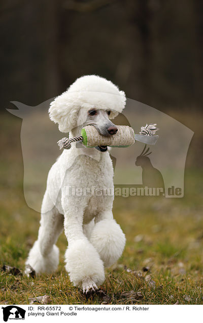 spielender Gropudel / playing Giant Poodle / RR-65572