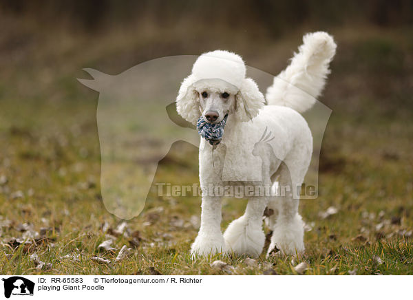 spielender Gropudel / playing Giant Poodle / RR-65583