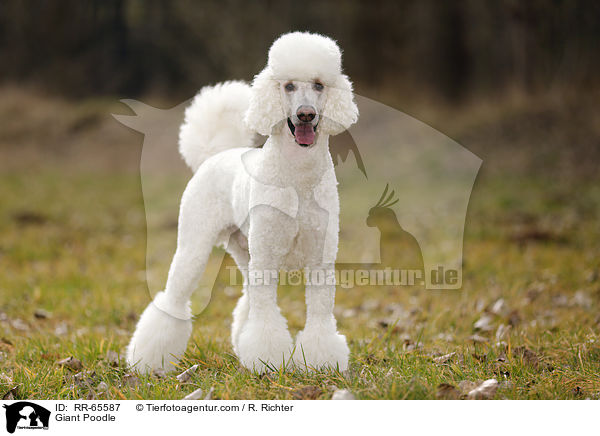 Gropudel / Giant Poodle / RR-65587