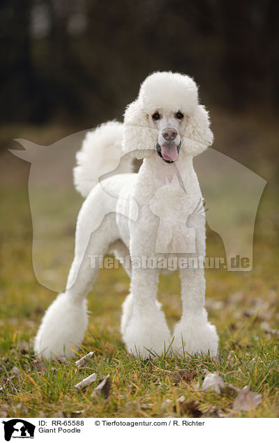 Gropudel / Giant Poodle / RR-65588