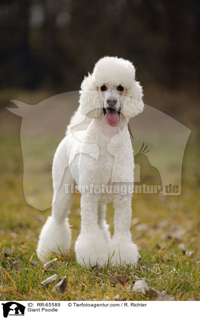 Gropudel / Giant Poodle / RR-65589