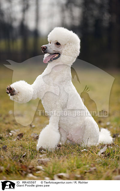 Gropudel gibt Pftchen / Giant Poodle gives paw / RR-65597