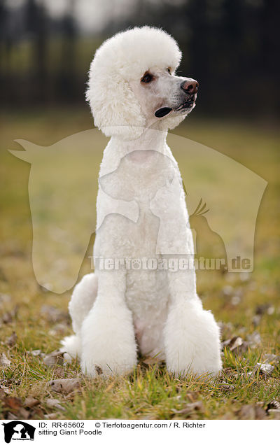 sitting Giant Poodle / RR-65602