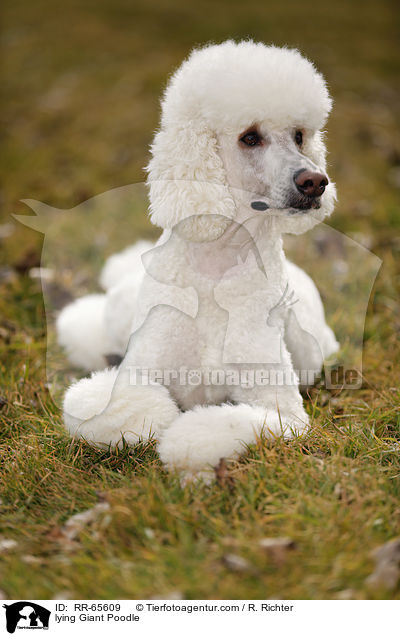 liegender Gropudel / lying Giant Poodle / RR-65609