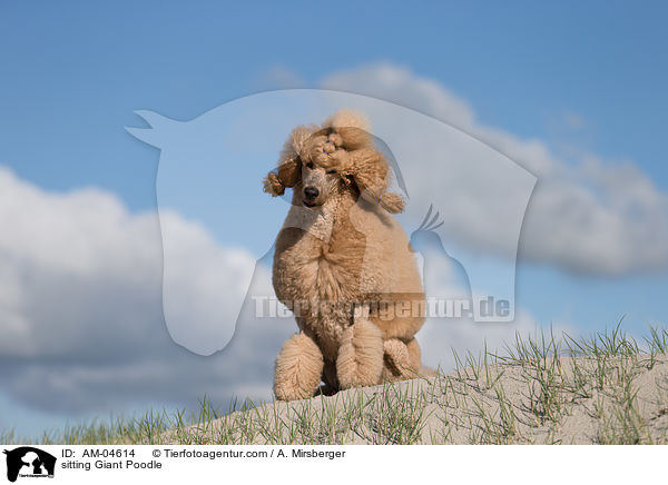 sitting Giant Poodle / AM-04614