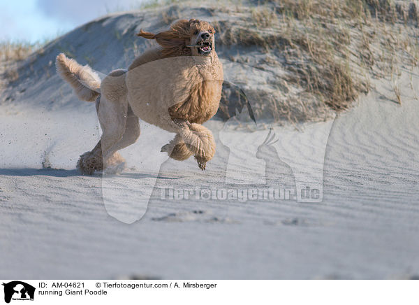 rennender Gropudel / running Giant Poodle / AM-04621