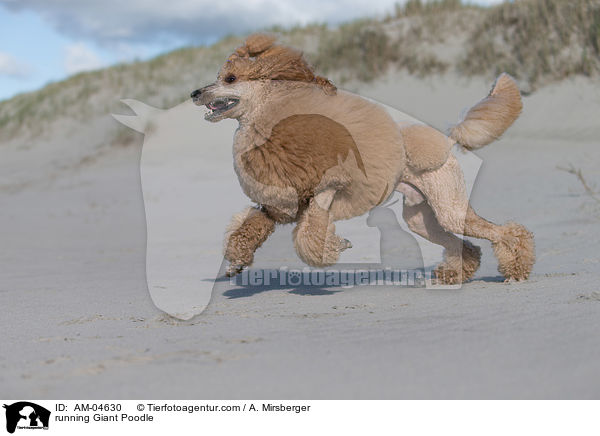 rennender Gropudel / running Giant Poodle / AM-04630