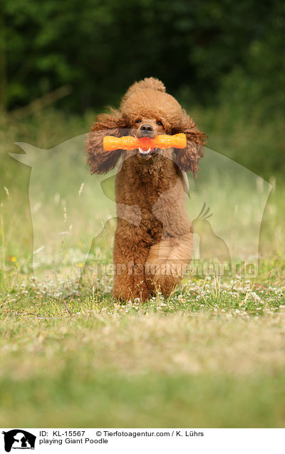 spielender Gropudel / playing Giant Poodle / KL-15567