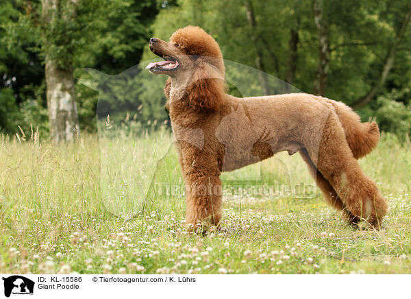 Gropudel / Giant Poodle / KL-15586