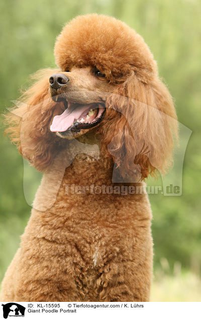 Gropudel Portrait / Giant Poodle Portrait / KL-15595