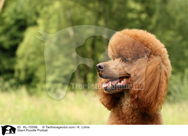 Giant Poodle Portrait / KL-15596