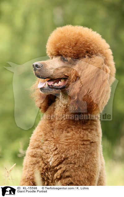 Giant Poodle Portrait / KL-15598