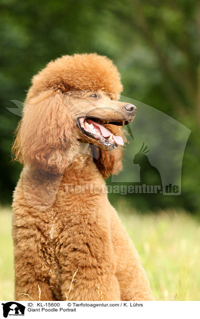 Giant Poodle Portrait / KL-15600