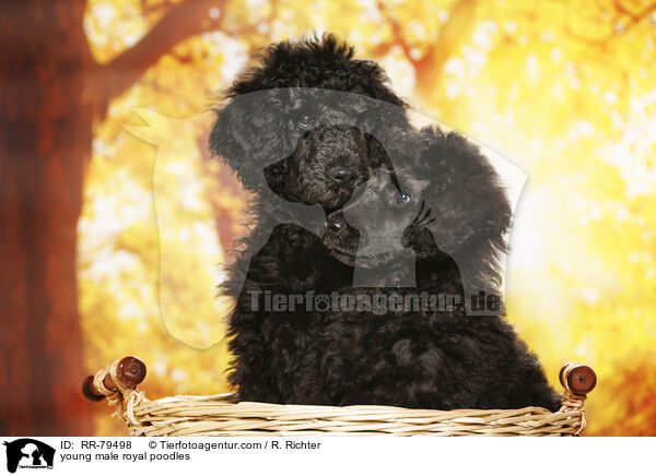 junge Gropudel Rden / young male royal poodles / RR-79498