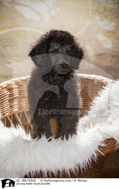 junger Gropudel Rde / young male royal poodle / RR-79500