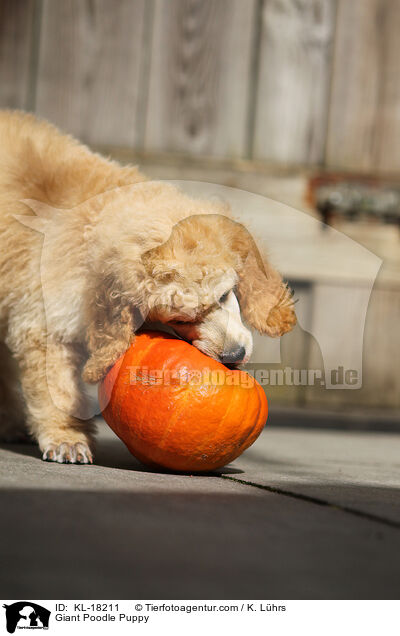 Gropudel Welpe / Giant Poodle Puppy / KL-18211