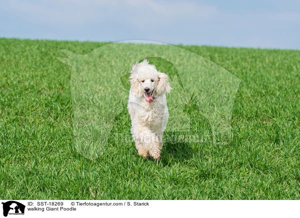 walking Giant Poodle / SST-18269