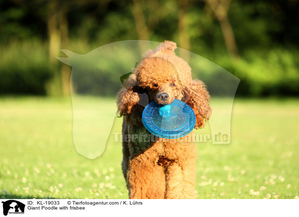 Gropudel mit Frisbee / Giant Poodle with frisbee / KL-19033