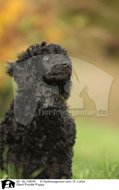 Giant Poodle Puppy / KL-19045