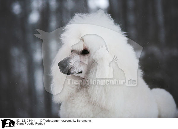 Gropudel Portrait / Giant Poodle Portrait / LB-01441