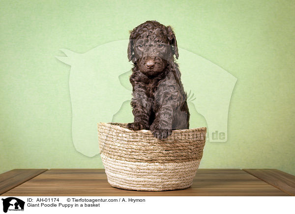 Gropudel Welpe in einem Krbchen / Giant Poodle Puppy in a basket / AH-01174