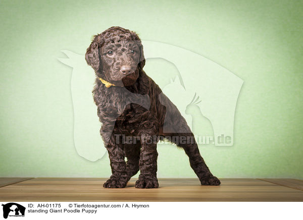 stehender Gropudel Welpe / standing Giant Poodle Puppy / AH-01175