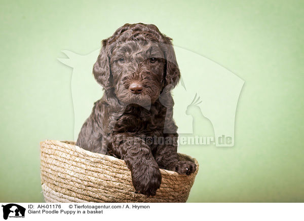 Gropudel Welpe in einem Krbchen / Giant Poodle Puppy in a basket / AH-01176