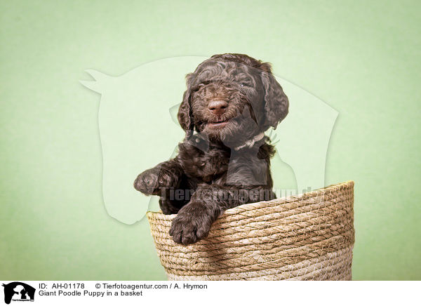 Gropudel Welpe in einem Krbchen / Giant Poodle Puppy in a basket / AH-01178