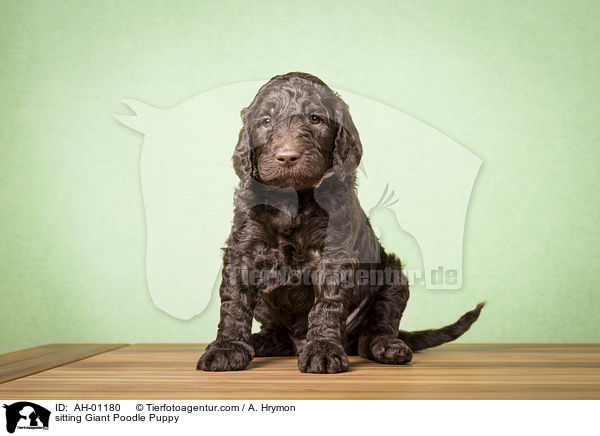 sitzender Gropudel Welpe / sitting Giant Poodle Puppy / AH-01180