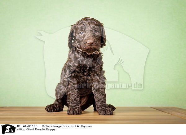 sitting Giant Poodle Puppy / AH-01185