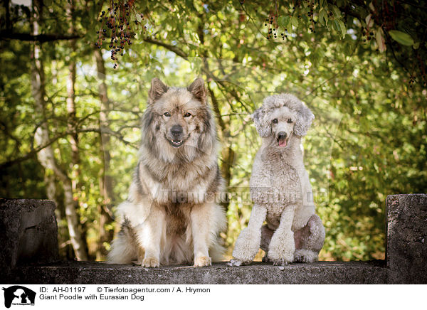 Giant Poodle with Eurasian Dog / AH-01197