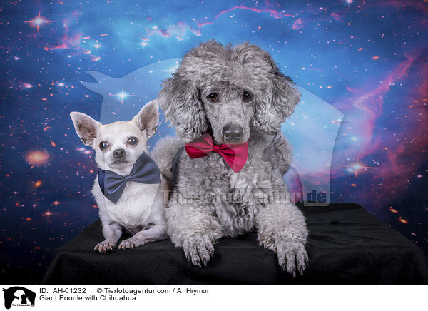 Giant Poodle with Chihuahua / AH-01232