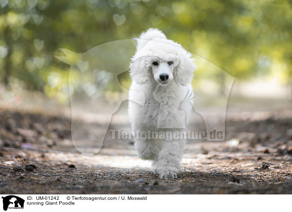 running Giant Poodle / UM-01242