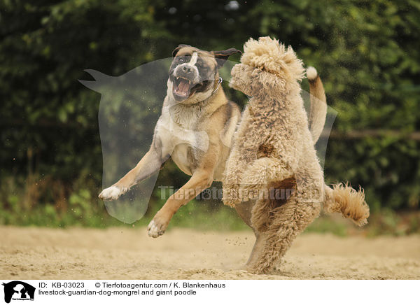 Herdenschutzhund-Mischling und Gropudel / livestock-guardian-dog-mongrel and giant poodle / KB-03023