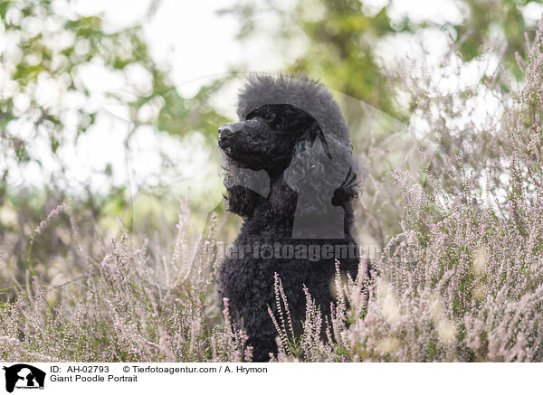 Giant Poodle Portrait / AH-02793