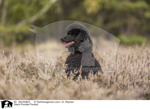 Giant Poodle Portrait / AH-02803