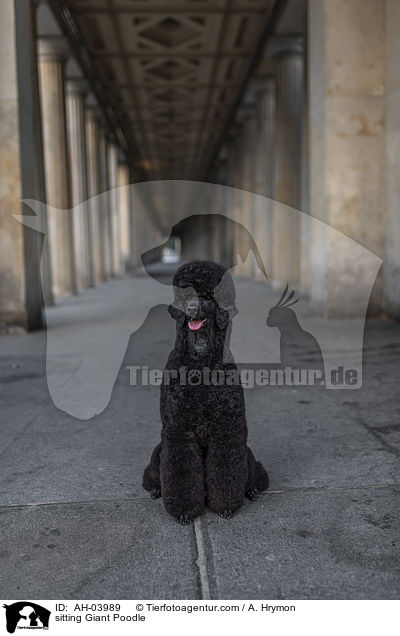 sitting Giant Poodle / AH-03989