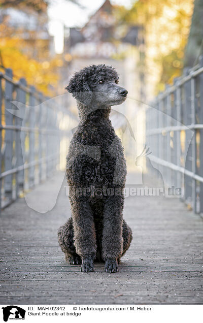 Gropudel auf einer Brcke / Giant Poodle at bridge / MAH-02342