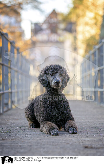 Gropudel auf einer Brcke / Giant Poodle at bridge / MAH-02343