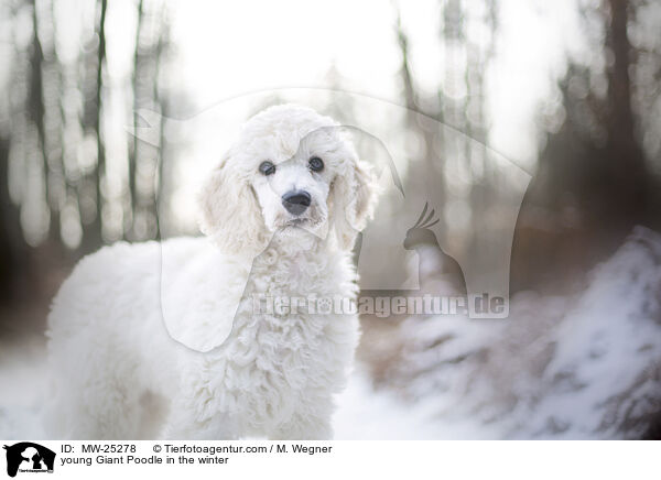 junger Gropudel im Winter / young Giant Poodle in the winter / MW-25278