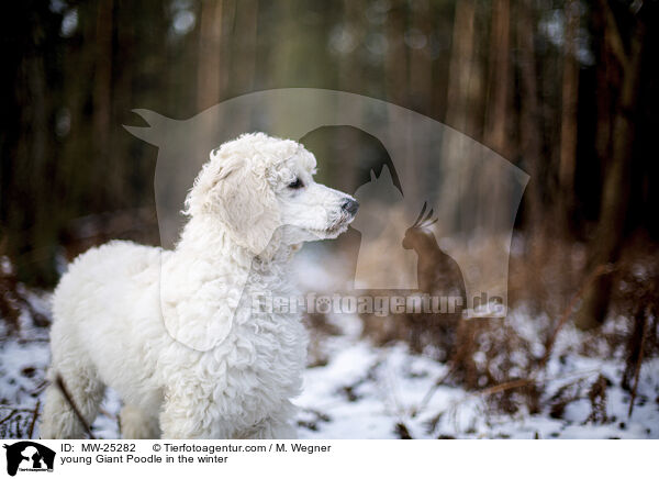 young Giant Poodle in the winter / MW-25282