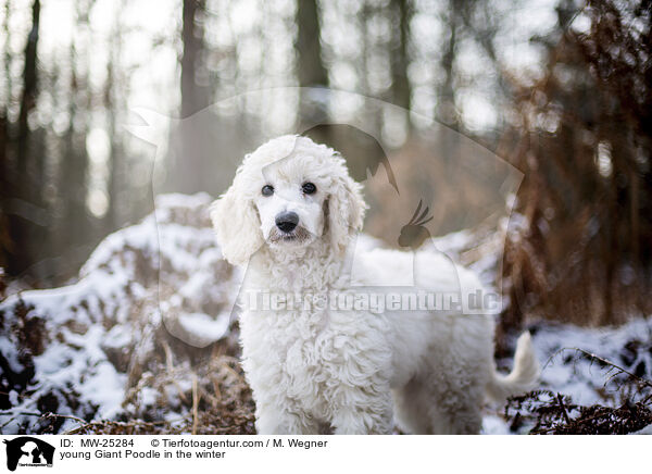 junger Gropudel im Winter / young Giant Poodle in the winter / MW-25284