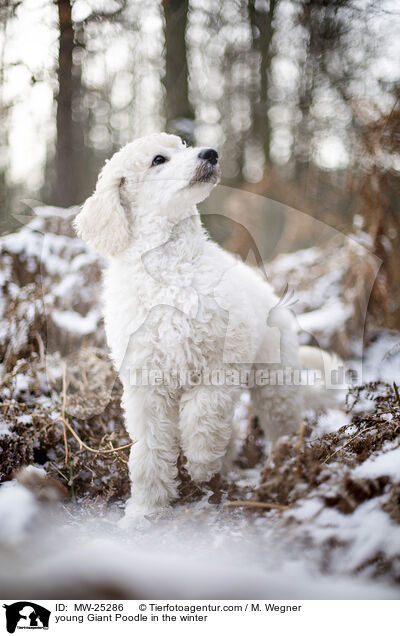 junger Gropudel im Winter / young Giant Poodle in the winter / MW-25286